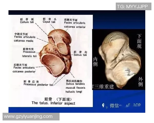 足球明星的胯骨肌肉对运动表现的影响与训练方法探讨